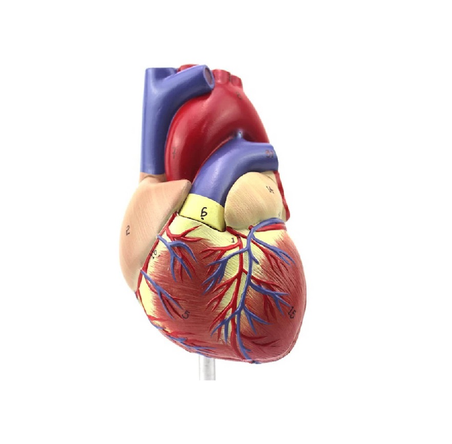 مولاژ قلب 1/5 برابر اندازه طبیعی - تصویر 2