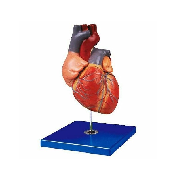 مولاژ قلب 1/5 برابر اندازه طبیعی - تصویر 3