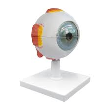 مولاژ چشم انسان 10 برابر اندازه طبیعی